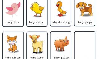 关于动物的英语单词怎么读 动物英文怎么读